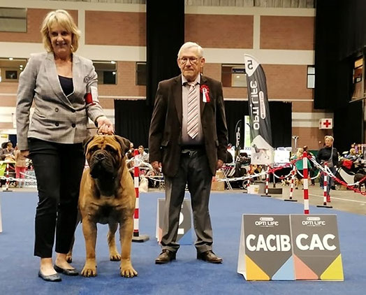 Bullmastiff best sale shows 2019